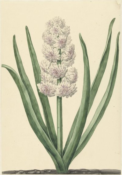 Pembe-beyaz sümbül Staaten Generalaal by Abraham Hendrik van Beesten
