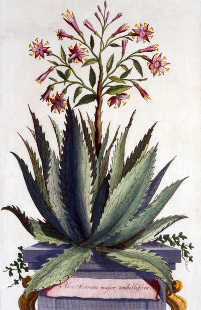 Aloe Serrata major umbellifera, 'Phytographia Curiosa'dan, 1702'de yayınlandı by Abraham Munting