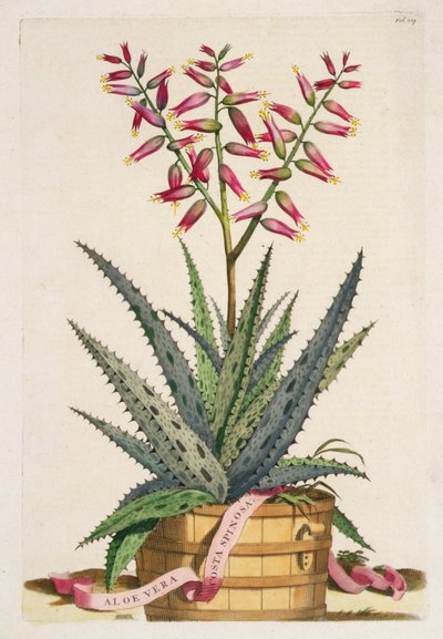 Aloe Vera Costa Spinosa, 