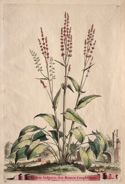 Phytographia Curiosa: Kuzukulağı Vulgaris ve Rumex Canpferinus by Abraham Munting