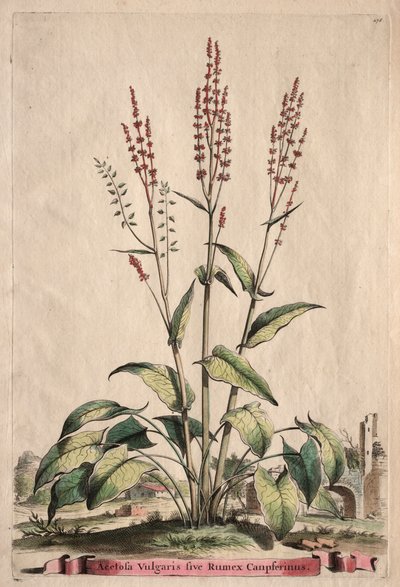 Phytographia Curiosa: Acetosa Vulgaris ve Rumex Canpferinus. by Abraham Munting