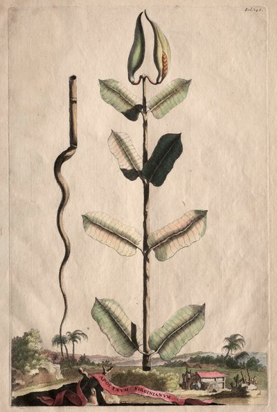 Meraklı Fitografi: Apocynum Virginianum by Abraham Munting