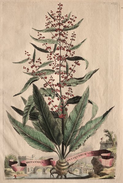Meraklı Bir Fitografi by Abraham Munting