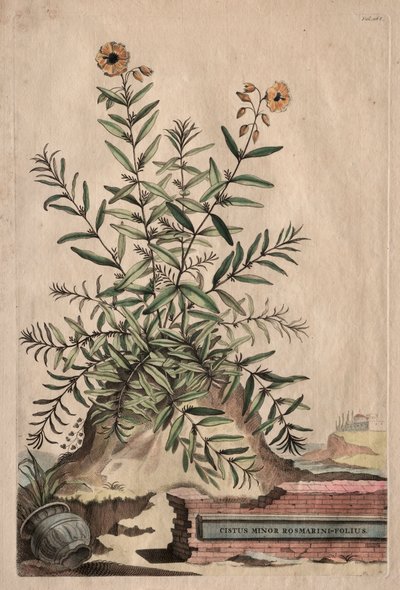 Meraklı Fitografi: Cistus Minor Rosmarinus-Folius by Abraham Munting