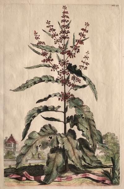 Meraklı Fitografi: Lappathum Longifolium Crispum by Abraham Munting