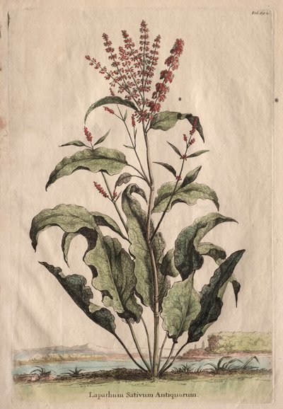 Meraklı Fitografi: Lapathum Identificationum Antiquorum. by Abraham Munting