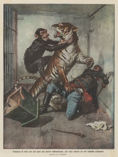 Bir şempanze maymunu tarafından kurtarılan hazırlıksız bir kaplanla mücadele eden Tamer by Achille Beltrame