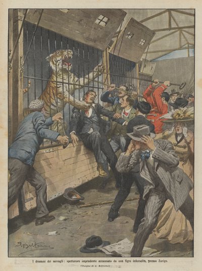Zürih yakınlarında kızgın bir kaplan tarafından ısırılan tedbirsiz bir seyirci olan hayvanat bahçelerinin dramaları by Achille Beltrame