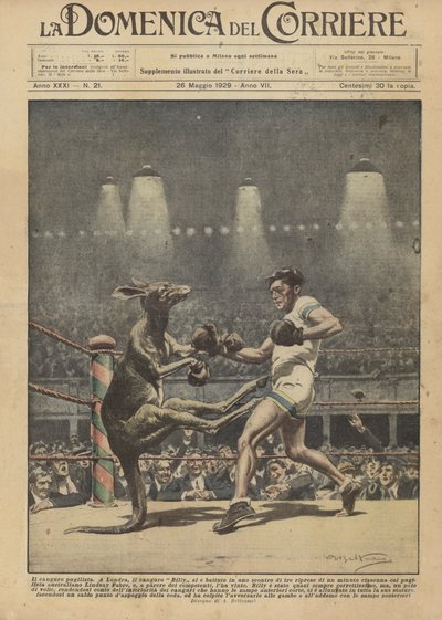 boks kanguru by Achille Beltrame