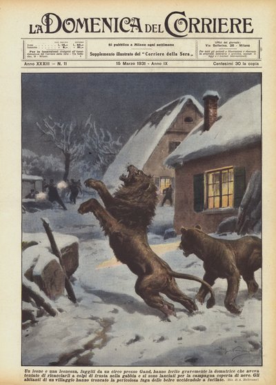 Gent yakınlarındaki bir sirkten kaçan aslan ve dişi aslan, terbiyeciyi kim ağır yaraladı? by Achille Beltrame