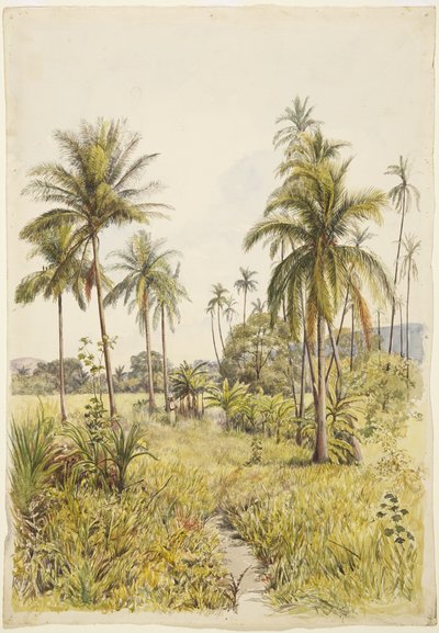 Palmiye ağaçları, Colima (suluboya) by Adela Breton