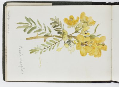 Suluboya Eskiz Defteri, Çizimler ve Notlar, Meksika, 1896-1898 (suluboya) by Adela Breton