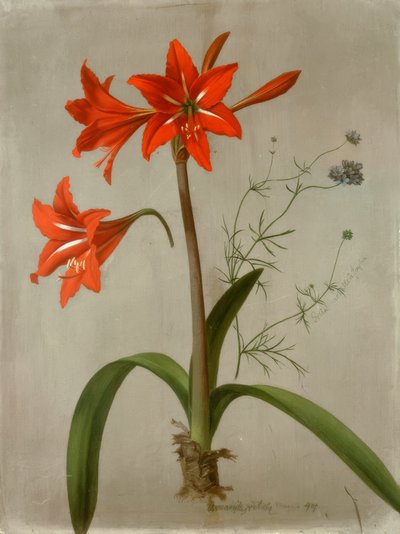 Amaryllis ve Gilia by Adolf Senff