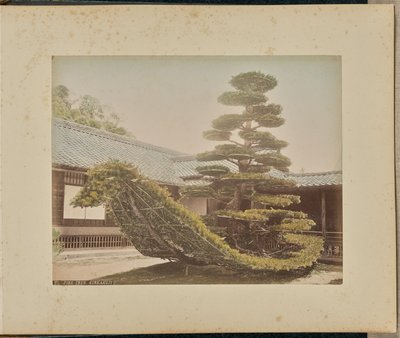 Çam Ağacı, Kinkakuji by Adolfo Farsari