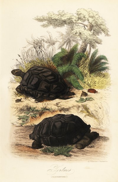 Aldabra dev kaplumbağa, Aldabrachelys gigantea, savunmasız by Adolph (after) Fries