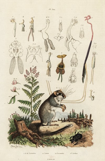 Fındık faresi, kopepodlar ve böcek. ,1834-1839 (gravür) by Adolph (after) Fries
