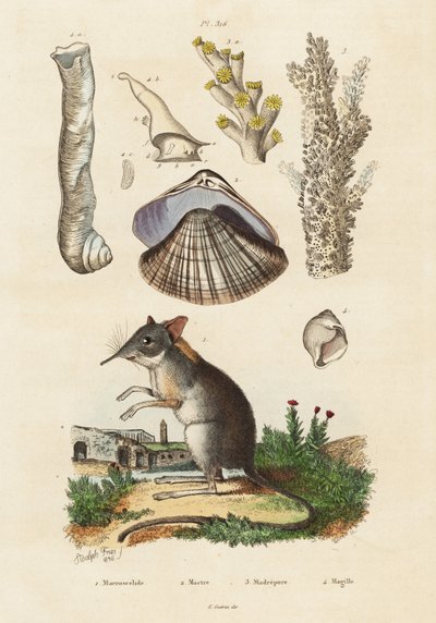 Fil faresi, deniz tarağı ve mercanlar.,1834-1839 (gravür) by Adolph (after) Fries