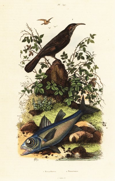 Gri taçlı babbler ve siyah kardinal balığı. by Adolph (after) Fries