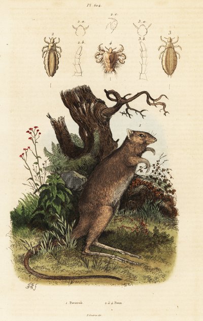 Uzun ayaklı potoroo ve bit türleri. by Adolph (after) Fries