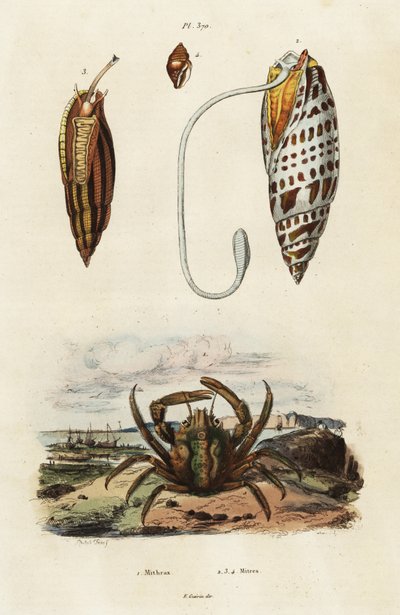 Gönye kabukları ve yeşil tutunan yengeç.,1834-1839 (gravür) by Adolph (after) Fries