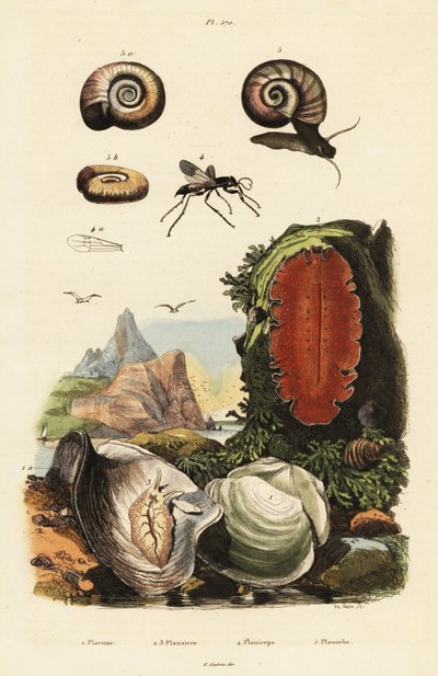 İstiridye, örümcek yaban arısı ve salyangoz. by Adolph (after) Fries
