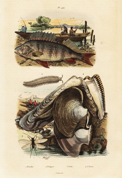 Levrek, inci istiridye, kadife solucan ve dantel, 1834-1839 (gravür) by Adolph (after) Fries