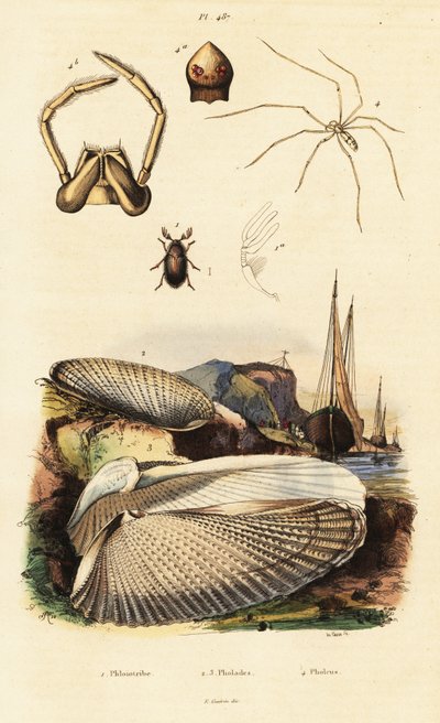 Piddock, istiridye, böcek ve örümcek. by Adolph (after) Fries