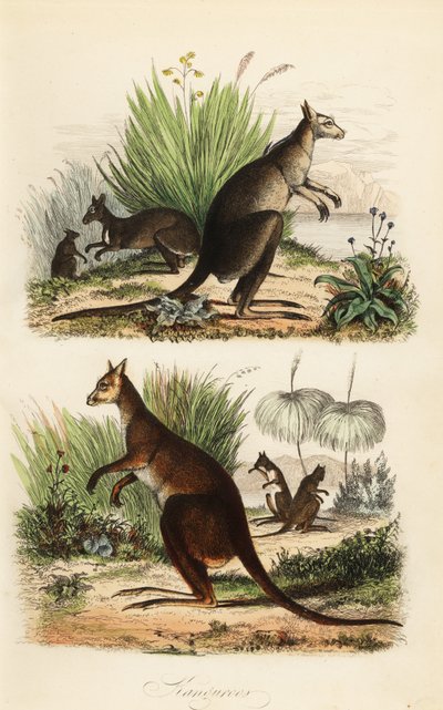 Kırmızı kanguru, Macropus rufus (altta), doğu gri kanguru, Macropus giganteus (sağ üstte) ve esmer kanguru, Thylogale brunii (sol üstte) by Adolph (after) Fries