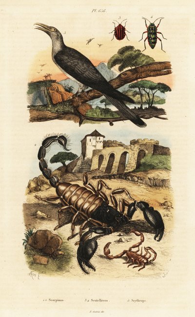 Akrepler ve guguk kuşu. by Adolph (after) Fries