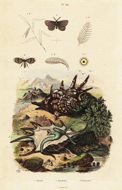 Örümcek deniz kabuğu ve drenaj sinekleri. by Adolph (after) Fries