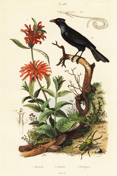 Trompet Manucode, Beetle ve Wild Dagga. by Adolph (after) Fries