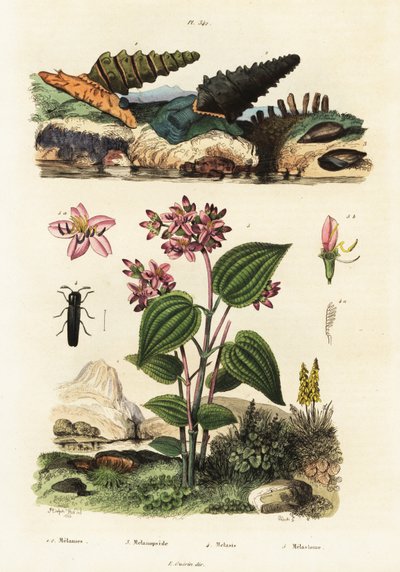 Trompet salyangozları, asker böcekleri ve Clidemia.,1834-1839 (gravür) by Adolph (after) Fries