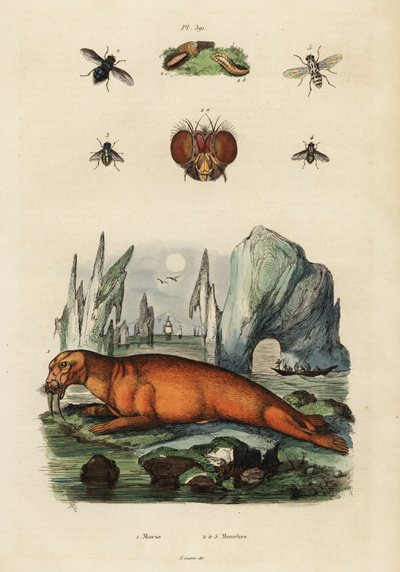 Mors ve sinekler. ,1834-1839 (gravür) by Adolph (after) Fries