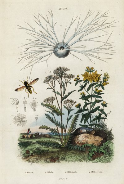 Civanperçemi, St Johns-wort, foraminifer ve hoverfly., 1834-1839 (gravür) by Adolph (after) Fries