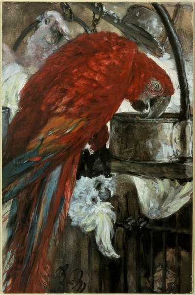 Ara ve Kakadu by Adolph Menzel