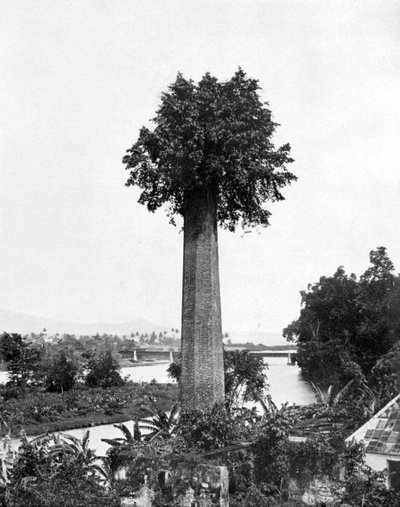 Eski şeker evi bacasından büyüyen ağaç, Jamaika, c1905. by Adolphe Duperly and Son