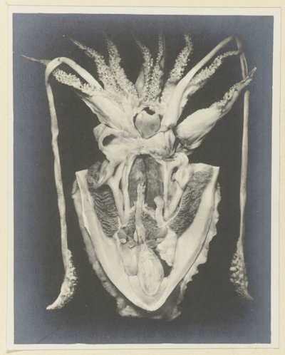 Bir kalamarın anatomisi Anatomy de la Seiche (nesne üzerindeki başlık) by Adolphe Louis Donnadieu