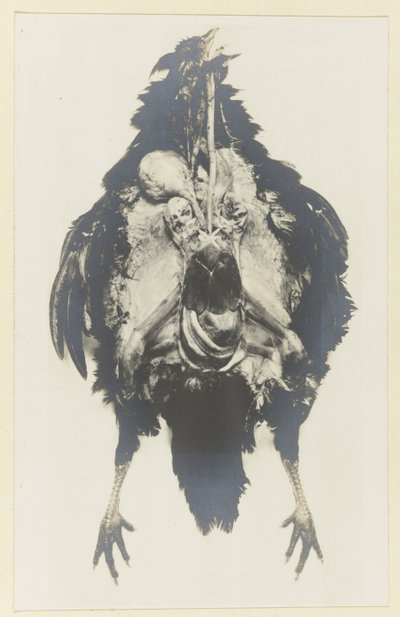 Bir tavuğun anatomisi Poule anatomisi by Adolphe Louis Donnadieu