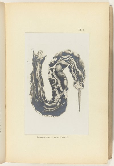 Görünür organları ile açık engerek kesin Organes internes de la Vipere (nesne üzerindeki başlık) by Adolphe Louis Donnadieu