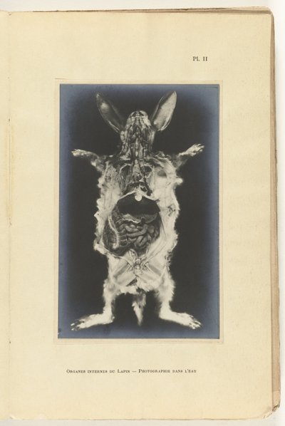 Organları görünen tavşan kesilip açıldı Organes internes du lapin -Photography dans l