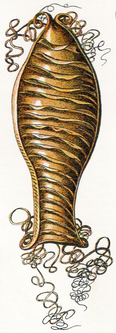 Kedi köpekbalığının Ridged Egg vakası (Scyliorhinus), 1923 by Adolphe Philippe Millot