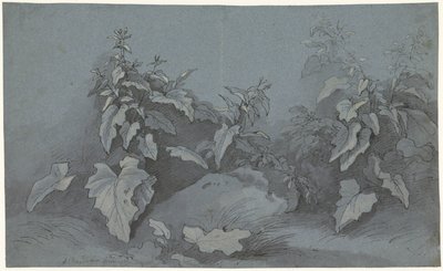 Bitki çalışması by Adriaan Boudewyns
