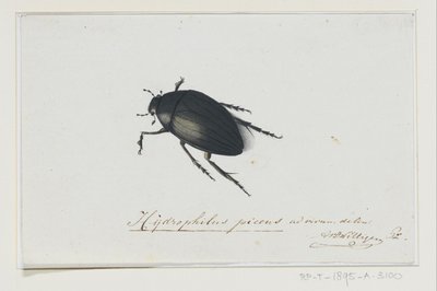 Kara Su Böceği Hydrophilus picens (nesne üzerindeki başlık) by Adriaan van der Willigen