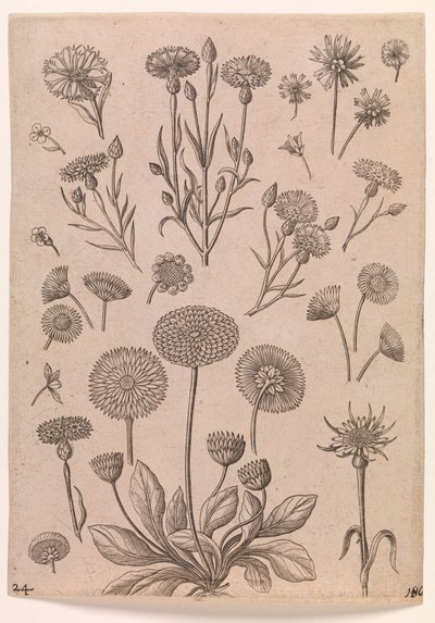 peygamberçiçekleri by Adriaen Collaert