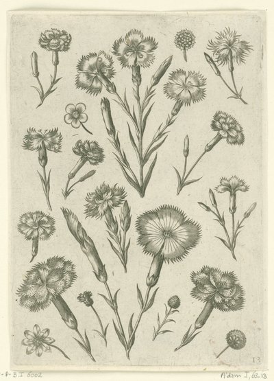 çeşitli anjers Florilegium (dizi adı) by Adriaen Collaert