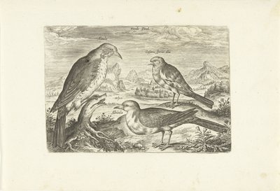 Bir manzara içinde üç kuş Avium Vivae (dizi adı) Kuşlar (dizi adı) by Adriaen Collaert