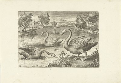 Bir su birikintisi içinde üç kuğu Kuşlar (dizi adı) Avium vivae (dizi adı) by Adriaen Collaert