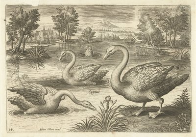 Bir su birikintisi içinde üç kuğu Kuşlar (dizi adı) Avium vivae (dizi adı) by Adriaen Collaert