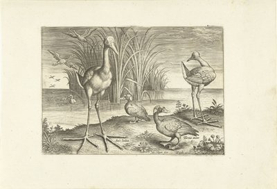 Bir kıyıda bazı su kuşları Kuşlar (dizi adı) Avivm vivae (dizi adı) by Adriaen Collaert