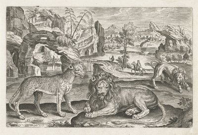 Aslanlar ve Leopar Dört ayaklı hayvanlar (dizi adı) Animalivm Qvaddrvpedvm (dizi başlığı) by Adriaen Collaert